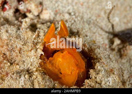 Golden Mantis Shrimp versteckt im Sand, Lysiosquilloides mapia Stockfoto