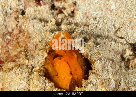 Golden Mantis Shrimp versteckt im Sand, Lysiosquilloides mapia Stockfoto