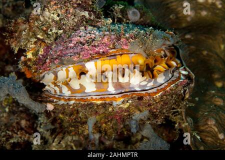 Spondylus Varius, ist eine Pflanzenart aus der Gattung der großen saltwater Clam, einem marine Muschelart in der Familie Spondylidae Stockfoto