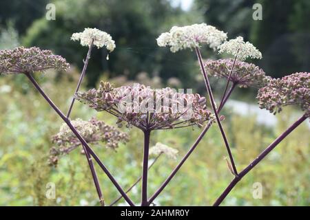 Wild Angelica sylvestris wächst in einem Feld Stockfoto