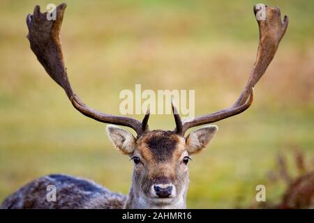 Ein Hirsch auf einem kalten hellen Morgen in Bradgate Park, Leicestershire. Stockfoto