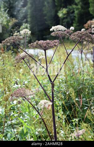 Wild Angelica sylvestris wächst in einem Feld Stockfoto