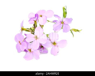 Violett Hesperis gilliflower matrionalis auf weißem Hintergrund Stockfoto