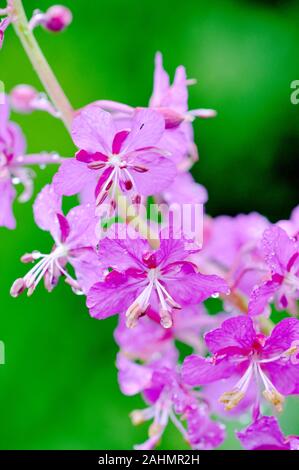 Rosebay weidenröschen Chamerion angustifolium Blüte mit rosa Blumen Stockfoto