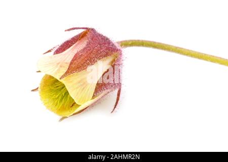 Wasser avens Geum rivale Blume auf weißem Hintergrund Stockfoto