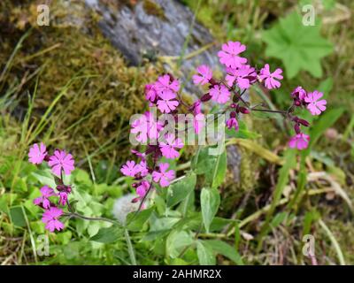 Die wildflower Red campion Selene dioica wächst in einer Wiese Stockfoto