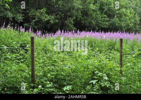 Bereich der rosebay Weidenröschen Chamerion angustifolium Blüte mit rosa Blüten, die von einem Zaun Stockfoto