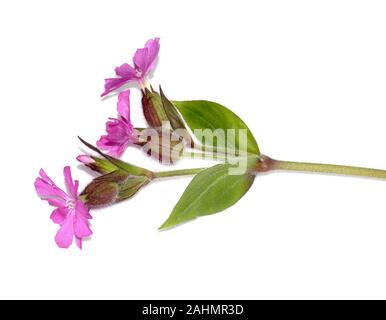 Red campion Silene dioica auf weißem Hintergrund Stockfoto