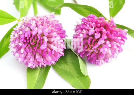 Rotklee Trifolium pratense auf weißem Hintergrund Stockfoto