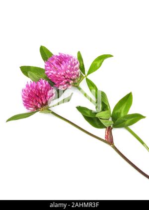 Rotklee Trifolium pratense auf weißem Hintergrund Stockfoto