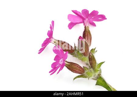 Red campion Silene dioica auf weißem Hintergrund Stockfoto