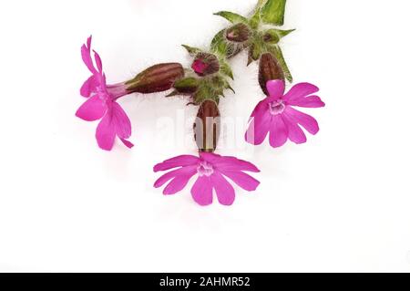 Red campion Silene dioica auf weißem Hintergrund Stockfoto