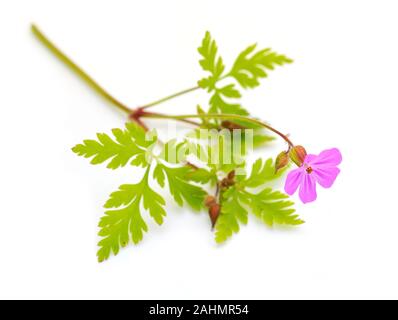 Herb-Robert cranesbill auf weißem Hintergrund Stockfoto