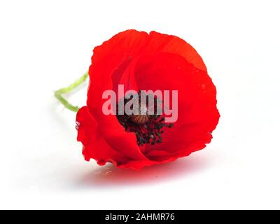 Roter Mohn Blume auf weißem Hintergrund Stockfoto