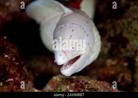 Geometrische Moray Aal - Siderea grisea Stockfoto