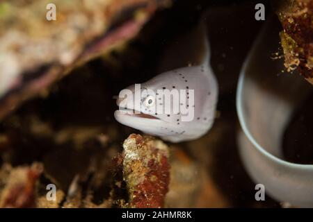 Geometrische Moray Aal - Siderea grisea Stockfoto