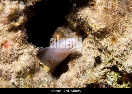 Geometrische Moray Aal - Siderea grisea Stockfoto