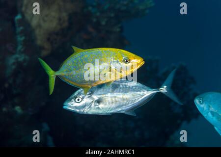 Makrelen Orangespotted - Carangoides bajad Stockfoto