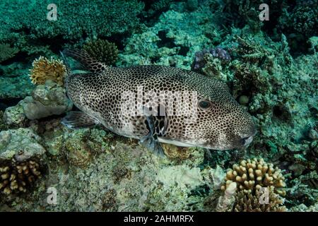 Arothron stellatus, auch bekannt als das Ganglion Puffer, Puffer, oder Sternenhimmel Sternenhimmel krötenfisch Stockfoto