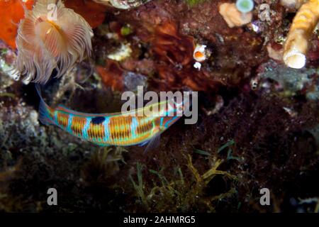 Reich verzierte Lippfische, Thalassoma Pavo Stockfoto