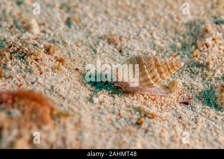 Muricoidea Buccinidae Seeschnecken Stockfoto