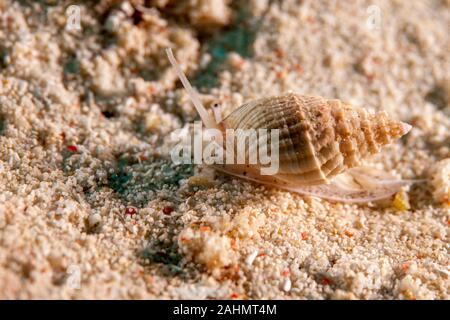 Muricoidea Buccinidae Seeschnecken Stockfoto