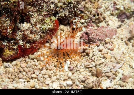 Limaria fragilis, die zerbrechliche Datei clam Stockfoto