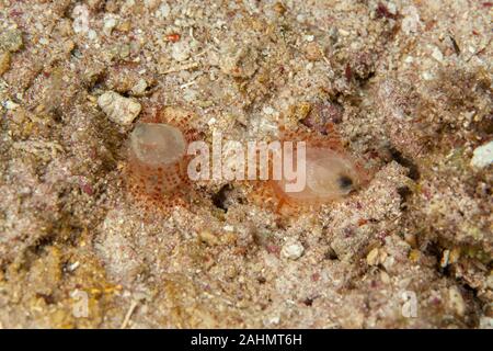 Limaria fragilis, die zerbrechliche Datei clam Stockfoto