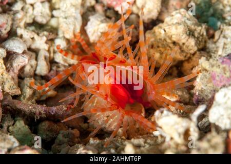 Limaria fragilis, die zerbrechliche Datei clam Stockfoto