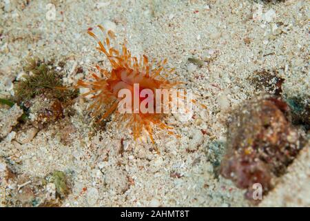 Limaria fragilis, die zerbrechliche Datei clam Stockfoto