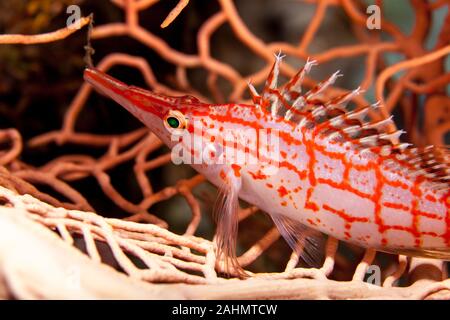Die hawkfishes sind streng Tropical, perciform marine Fische der Familie mit Cirrhitidae die Korallenriffe der westlichen und östlichen Atl verbunden Stockfoto