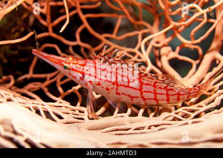 Die hawkfishes sind streng Tropical, perciform marine Fische der Familie mit Cirrhitidae die Korallenriffe der westlichen und östlichen Atl verbunden Stockfoto