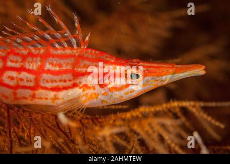 Die hawkfishes sind streng Tropical, perciform marine Fische der Familie mit Cirrhitidae die Korallenriffe der westlichen und östlichen Atl verbunden Stockfoto