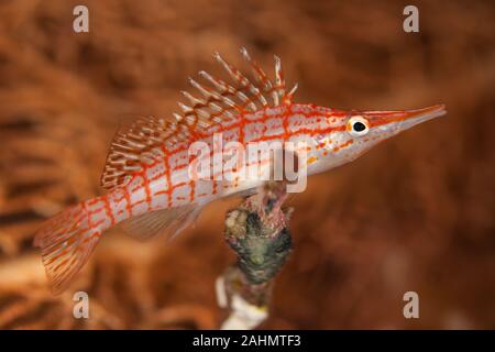 Die hawkfishes sind streng Tropical, perciform marine Fische der Familie mit Cirrhitidae die Korallenriffe der westlichen und östlichen Atl verbunden Stockfoto