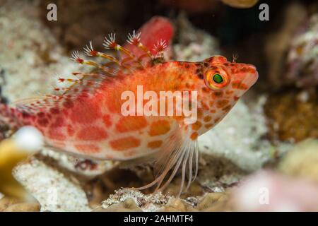 Die hawkfishes sind streng Tropical, perciform marine Fische der Familie mit Cirrhitidae die Korallenriffe der westlichen und östlichen Atl verbunden Stockfoto