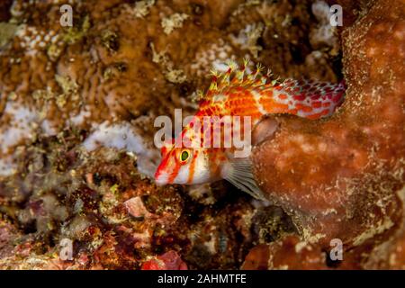 Die hawkfishes sind streng Tropical, perciform marine Fische der Familie mit Cirrhitidae die Korallenriffe der westlichen und östlichen Atl verbunden Stockfoto