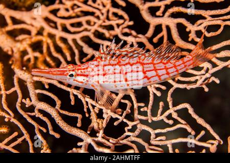 Die hawkfishes sind streng Tropical, perciform marine Fische der Familie mit Cirrhitidae die Korallenriffe der westlichen und östlichen Atl verbunden Stockfoto