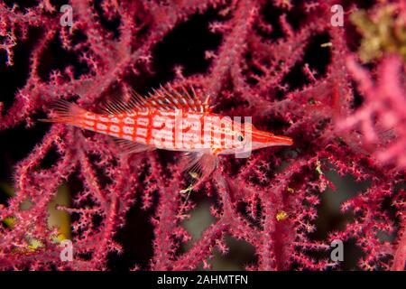 Die hawkfishes sind streng Tropical, perciform marine Fische der Familie mit Cirrhitidae die Korallenriffe der westlichen und östlichen Atl verbunden Stockfoto