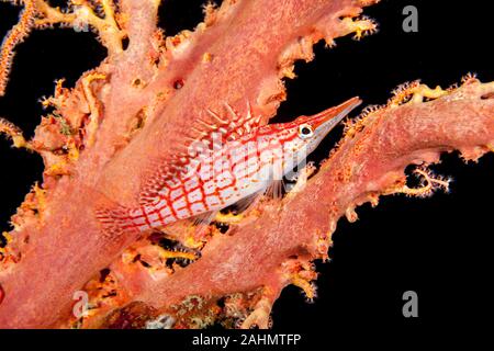 Die hawkfishes sind streng Tropical, perciform marine Fische der Familie mit Cirrhitidae die Korallenriffe der westlichen und östlichen Atl verbunden Stockfoto