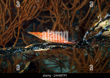 Die hawkfishes sind streng Tropical, perciform marine Fische der Familie mit Cirrhitidae die Korallenriffe der westlichen und östlichen Atl verbunden Stockfoto