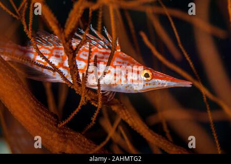 Die hawkfishes sind streng Tropical, perciform marine Fische der Familie mit Cirrhitidae die Korallenriffe der westlichen und östlichen Atl verbunden Stockfoto