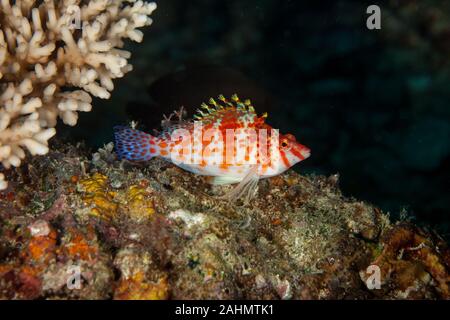 Die hawkfishes sind streng Tropical, perciform marine Fische der Familie mit Cirrhitidae die Korallenriffe der westlichen und östlichen Atl verbunden Stockfoto