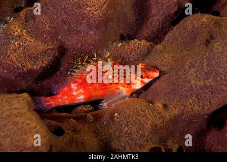 Die hawkfishes sind streng Tropical, perciform marine Fische der Familie mit Cirrhitidae die Korallenriffe der westlichen und östlichen Atl verbunden Stockfoto