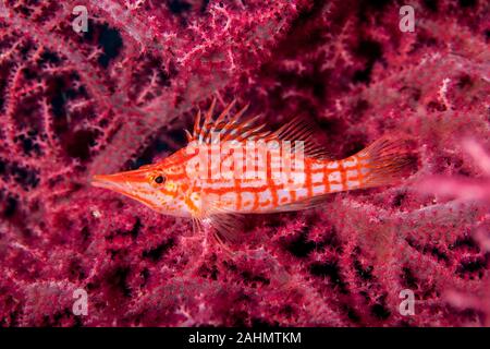 Die hawkfishes sind streng Tropical, perciform marine Fische der Familie mit Cirrhitidae die Korallenriffe der westlichen und östlichen Atl verbunden Stockfoto