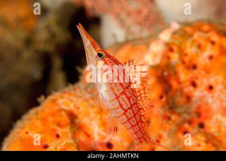 Die hawkfishes sind streng Tropical, perciform marine Fische der Familie mit Cirrhitidae die Korallenriffe der westlichen und östlichen Atl verbunden Stockfoto
