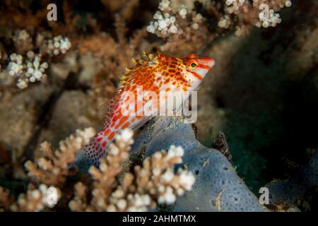 Die hawkfishes sind streng Tropical, perciform marine Fische der Familie mit Cirrhitidae die Korallenriffe der westlichen und östlichen Atl verbunden Stockfoto