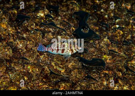Die hawkfishes sind streng Tropical, perciform marine Fische der Familie mit Cirrhitidae die Korallenriffe der westlichen und östlichen Atl verbunden Stockfoto
