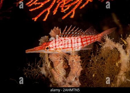 Die hawkfishes sind streng Tropical, perciform marine Fische der Familie mit Cirrhitidae die Korallenriffe der westlichen und östlichen Atl verbunden Stockfoto