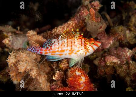 Die hawkfishes sind streng Tropical, perciform marine Fische der Familie mit Cirrhitidae die Korallenriffe der westlichen und östlichen Atl verbunden Stockfoto