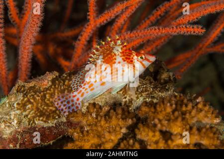 Die hawkfishes sind streng Tropical, perciform marine Fische der Familie mit Cirrhitidae die Korallenriffe der westlichen und östlichen Atl verbunden Stockfoto